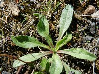 Erigeron acris ssp serotinus 34, Saxifraga-Rutger Barendse