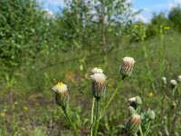 Erigeron acris ssp serotinus 38, Saxifraga-Rutger Barendse