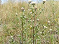 Erigeron acris ssp serotinus 42, Saxifraga-Rutger Barendse