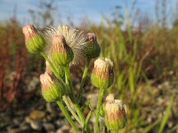 Erigeron bonariensis 11, Gevlamde fijnstraal, Saxifraga-Rutger Barendse