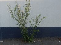 Erigeron bonariensis 13, Gevlamde fijnstraal, Saxifraga-Peter Meininger