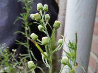 Erigeron bonariensis 15, Gevlamde fijnstraal, Saxifraga-Rutger Barendse