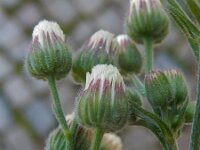Erigeron bonariensis 21, Gevlamde fijnstraal, Saxifraga-Peter Meininger