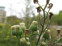 Erigeron bonariensis 4, Gevlamde fijnstraal, Saxifraga-Rutger Barendse