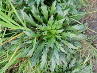 Erigeron canadensis 16, Canadese fijnstraal, Saxifraga-Rutger Barendse