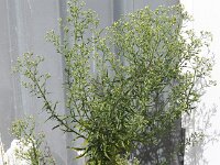 Erigeron floribundus 12, Ruige fijnstraal, Saxifraga-Peter Meininger