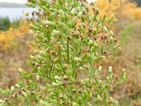 Erigeron sumatrensis 11, Hoge fijnstraal, Saxifraga-Rutger Barendse