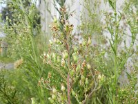 Erigeron sumatrensis 13, Hoge fijnstraal, Saxifraga-Rutger Barendse