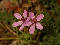 Erodium cicutarium 2, Gewone reigersbek, Saxifraga-Jan van der Straaten