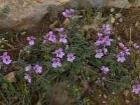 Erodium cicutarium 21, Gewone reigersbek, Saxifraga-Willem van Kruijsbergen