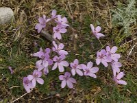 Erodium cicutarium 22, Gewone reigersbek, Saxifraga-Willem van Kruijsbergen