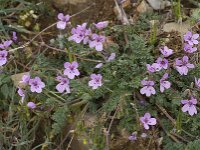 Erodium cicutarium 25, Gewone reigersbek, Saxifraga-Jan van der Straaten