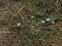 Erodium cicutarium 28, Gewone reigersbek, Saxifraga-Willem van Kruijsbergen