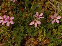 Erodium cicutarium 3, Gewone reigersbek, Saxifraga-Jan van der Straaten