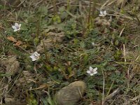 Erodium cicutarium 30, Gewone reigersbek, Saxifraga-Willem van Kruijsbergen