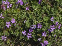 Erodium cicutarium 32, Gewone reigersbek, Saxifraga-Jan van der Straaten
