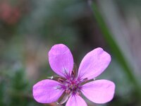 Erodium cicutarium 39, Gewone reigersbek, Saxifraga-Rutger Barendse