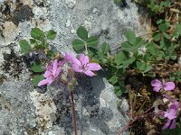 Erodium cicutarium 4, Gewone reigersbek, Saxifraga-Jan van der Straaten