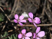 Erodium cicutarium 40, Gewone reigersbek, Saxifraga-Rutger Barendse