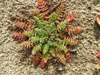 Erodium cicutarium 44, Gewone reigersbek, Saxifraga-Rutger Barendse