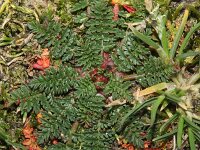 Erodium cicutarium 49, Gewone reigersbek, Saxifraga-Rutger Barendse