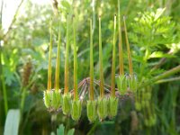 Erodium cicutarium 52, Gewone reigersbek, Saxifraga-Rutger Barendse