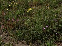 Erodium cicutarium 54, Gewone reigersbek, Saxifraga-Hans Boll