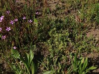Erodium cicutarium 58, Gewone reigersbek, Saxifraga-Hans Boll