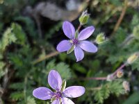 Redstem filaree (Erodium cicutarium), three flowers  Redstem filaree (Erodium cicutarium), three flowers : 3, autumn, autumnal, blooming, common stork's-bill, Erodium cicutarium, fall, flower, flowering, flowers, growth, in bloom, in flower, natural, nature, petal, petals, pink, pinweed, plant, redstem filaree, redstem stork's bill, summer, summertime, three, vascular plant, no people, nobody, outdoors, outside, flora, floral