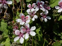 Erodium trifolium 5, Atlasreigersbek, Saxifraga-Ed Stikvoort