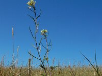 Erucastrum gallicum 10, Schijnraket, Saxifraga-Ed Stikvoort
