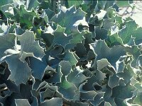 Eryngium maritimum 66, Blauwe zeedistel, Saxifraga-Jan van der Straaten
