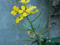 Erysimum aureum 6, Kleine muurbloem, Saxifraga-Ed Stikvoort : Amsterdam Den Haag