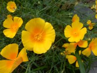 Eschscholzia californica 30, Slaapmutsje, Saxifraga-Peter Meininger