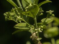 Euonymus europaeus 76, Wilde kardinaalsmuts, Saxifraga-Jan van der Straaten