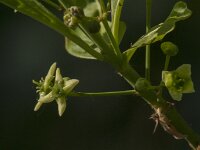 Euonymus europaeus 78, Wilde kardinaalsmuts, Saxifraga-Jan van der Straaten