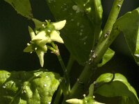 Euonymus europaeus 81, Wilde kardinaalsmuts, Saxifraga-Jan van der Straaten