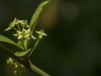 Euonymus europaeus 85, Wilde kardinaalsmuts, Saxifraga-Jan van der Straaten