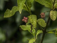 Euonymus europaeus 97, Wilde kardinaalsmuts, Saxifraga-Jan van der Straaten