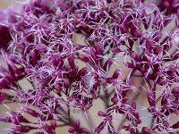 Hemp-agrimony Eupatorium cannabinum; close-up of flower head : Eupatorium cannabinum, hemp-agrimony, holy rope, flower head, red, purple, flower, flowers, flowering, in flower, petal, petals, bloom, blooming, in bloom, growth, color, beautiful, beauty, beauty in nature, plant, plants, botany, vascular plant, flora, floral, nature, natural, blossom, blossoming, in blossom, wild, wildflower, stamen, stamens, pistil, summer, summertime, close-up, macro