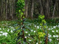 Euphorbia amygdaloides 28, Amandelwolfsmelk, Saxifraga-Ed Stikvoort