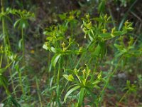 Euphorbia boetica 3, Saxifraga-Ed Stikvoort