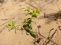 Euphorbia boetica 4, Saxifraga-Ed Stikvoort