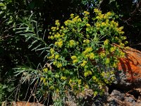 Euphorbia boisseriana