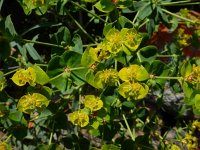 Euphorbia boisseriana 2, Saxifraga-Ed Stikvoort