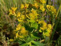 Euphorbia boisseriana 3, Saxifraga-Ed Stikvoort