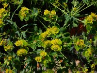 Euphorbia boisseriana 5, Saxifraga-Ed Stikvoort