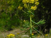 Euphorbia cyparissias 49, Cipreswolfsmelk, Saxifraga-Ed Stikvoort