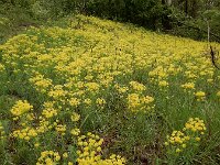 Euphorbia cyparissias 50, Cipreswolfsmelk, Saxifraga-Ed Stikvoort