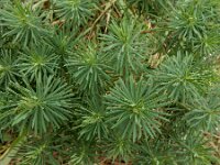 Euphorbia cyparissias 55, Cipreswolfsmelk, Saxifraga-Ed Stikvoort